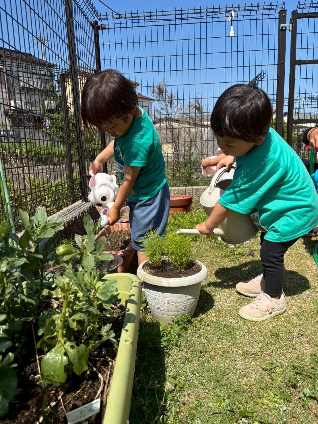 水やりありがとう